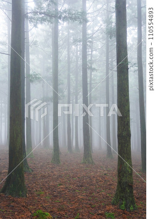 fog in the forest 110554893