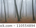 pine forest in the morning fog 110554894