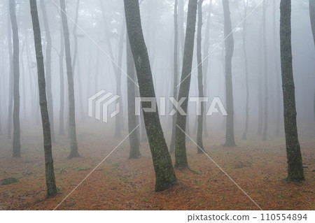 pine forest in the morning fog 110554894