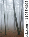 fog in the forest 110554895