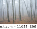 pine forest with fog 110554896