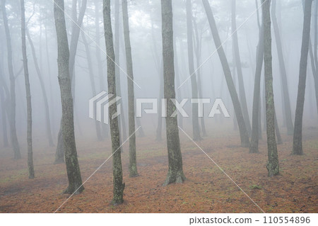 pine forest with fog pine forest with fog 110554896