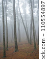 fog in the forest 110554897