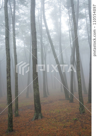 fog in the forest 110554897