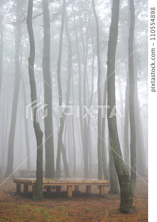 fog in the forest fog in the forest 110554898