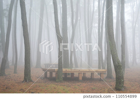 fog in the forest fog in the forest 110554899