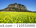 yellow rapeseed flower field in spring day 110554900