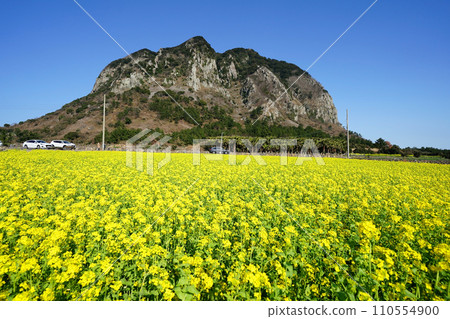 yellow rapeseed flower field in spring day 110554900