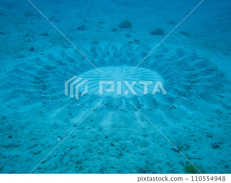 Spawning bed of Amami starfish 110554948