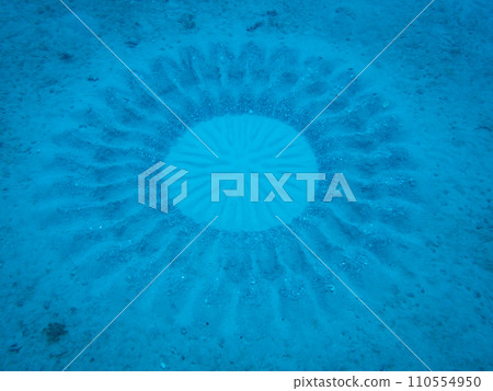 Amami starfish crop circle 110554950