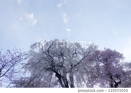 長野縣伊那市_勝間藥師堂垂櫻1_2023_4月 110555050