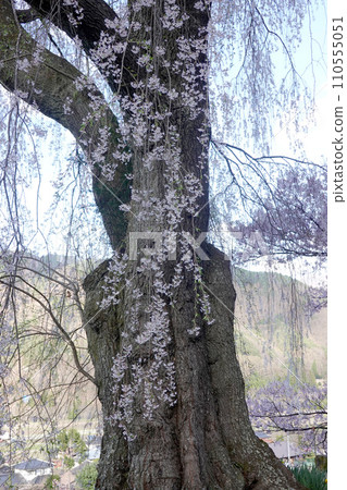 長野縣伊那市_勝間藥師堂垂櫻2_2023_4月 110555051
