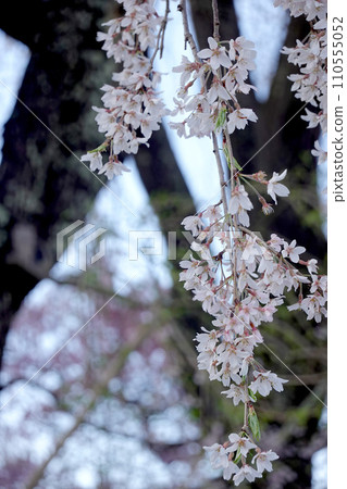 長野縣伊那市_勝間藥師堂垂櫻3_2023_4月 長野縣伊那市_勝間藥師堂垂櫻3_2023_4月 110555052