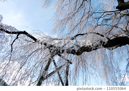 長野縣伊那市_勝間藥師堂垂櫻15_2023_4月 長野縣伊那市_勝間藥師堂垂櫻15_2023_4月 110555064