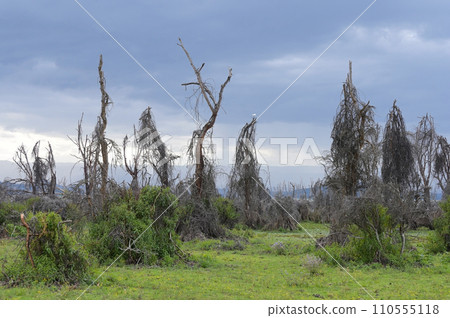 Fantastic landscape with dead tree near Lake Naivasha. Kenya, Africa 110555118
