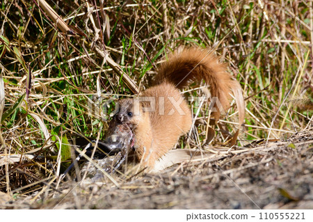 Hunting Itachi 110555221