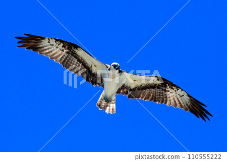 Osprey in flight 110555222