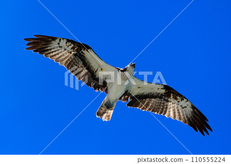 Osprey 110555224