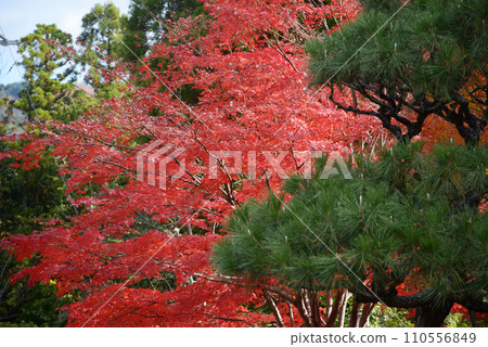 Konkai Komyoji Temple in autumn, pine trees and autumn leaves in the precincts, Kuroya, Sakyo Ward, Kyoto City Konkai Komyoji Temple in autumn, pine trees and autumn leaves in the precincts, Kuroya, Sakyo Ward, Kyoto City 110556849