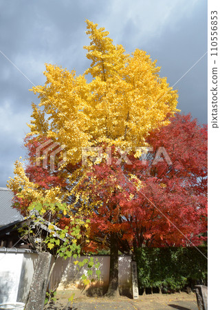 京都市左京區黑屋西雲院東門的秋天的空海光明寺 110556853