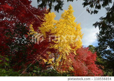Autumn leaves at Konkai Komyoji Temple in the precincts Kurodani, Sakyo-ku, Kyoto 110556854