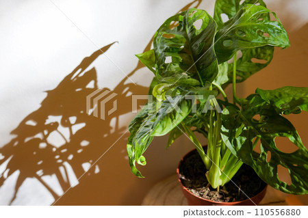 Monstera flower in a pot against the wall, illuminated by the sun. Shadows from the window on the wall. Flowers and plants for the home Monstera flower in a pot against the wall, illuminated by the sun. Shadows from the window on the wall. Flowers and plants for the home 110556880