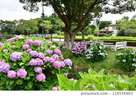 Fujisawa City: Hydrangeas in full bloom along the Koide River (path of flowers and murmurs) 110556903