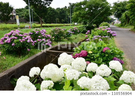 Fujisawa City: Hydrangeas in full bloom along the Koide River (path of flowers and murmurs) 110556904