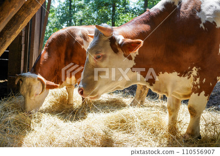 Cows on Farm. brown and white cows eating hay in the stable Cows on Farm. brown and white cows eating hay in the stable 110556907