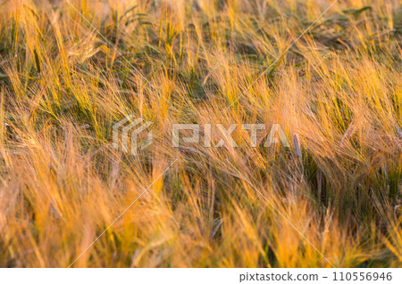 Golden ears of wheat on the field 110556946