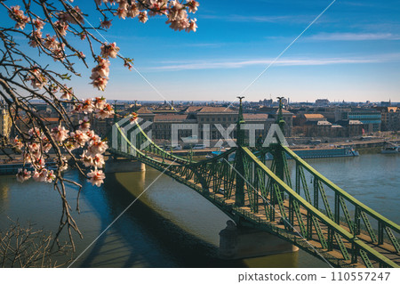 Spectacular spring blooming trees and Liberty Bridge in Budapest 110557247