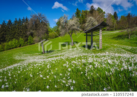 Blooming white daffodil flowers in the gardens, Jesenice, Slovenia 110557248