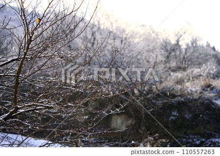 Tree with snow Tree with snow 110557263