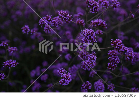 purple and violet flowers field, natural abstraction background banner flowers neon colors purple and violet flowers field, natural abstraction background banner flowers neon colors 110557309
