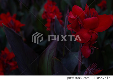 Floral background with red Cannes flowers. The beauty of nature, dark red flowers wallpaper Floral background with red Cannes flowers. The beauty of nature, dark red flowers wallpaper 110557316