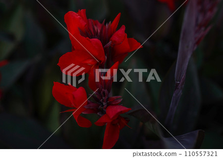 Floral background with red Cannes flowers. The beauty of nature, dark red flowers wallpaper Floral background with red Cannes flowers. The beauty of nature, dark red flowers wallpaper 110557321