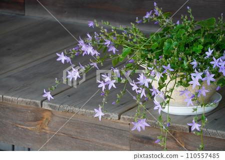 purple flowers placed on the veranda purple flowers placed on the veranda 110557485