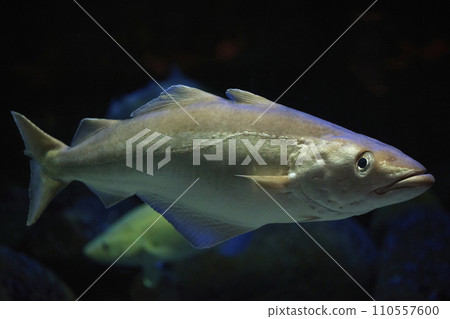 Fish close up in dark waters in Denmark. Underwater photo Fish close up in dark waters in Denmark. Underwater photo 110557600