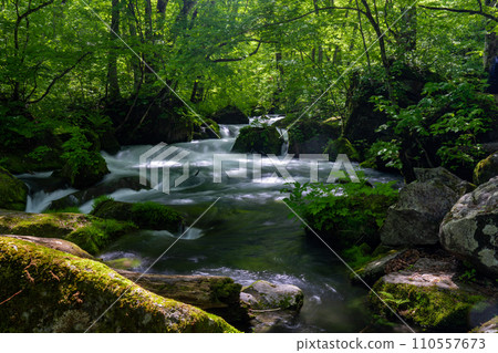 A mountain stream flowing through a green forest 110557673