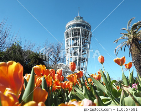 江之島海蠟燭與冬季鬱金香 江之島海蠟燭與冬季鬱金香 110557681