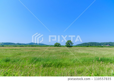 北海道豐公頃町哈魯榆樹 北海道豐公頃町哈魯榆樹 110557835