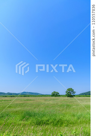 Toyokoro Town, Hokkaido Haru Elm Tree 110557836