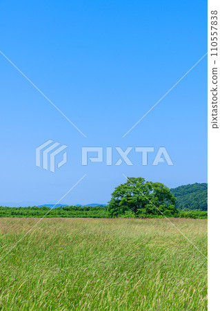 北海道豐公頃町哈魯榆樹 110557838