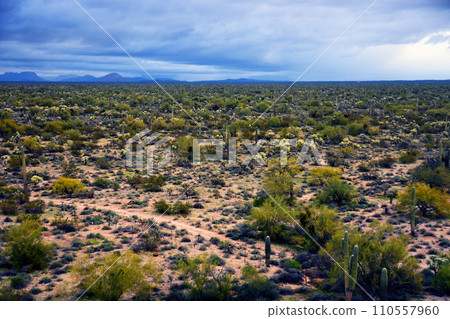 Sonora Desert Arizona Stormy Day Sonora Desert Arizona Stormy Day 110557960