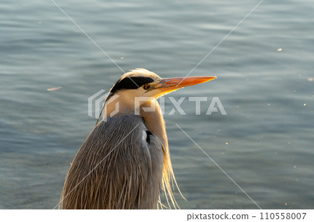heron standing in the pond 110558007
