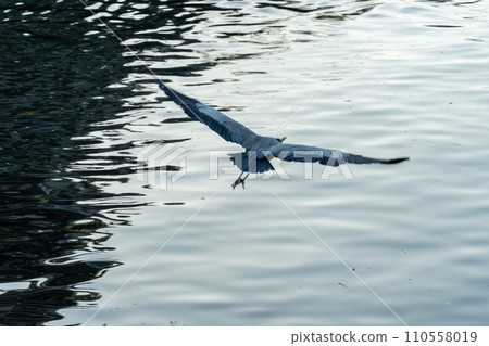 Ao-sashi飛越水面 Ao-sashi飛越水面 110558019