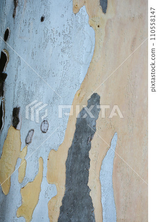 London plane 110558147