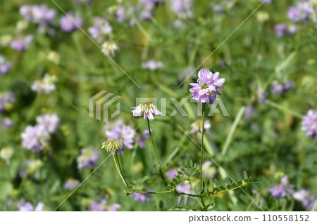 Purple crown vetch 110558152
