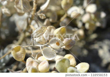 Velebit degenia Velebit degenia 110558153