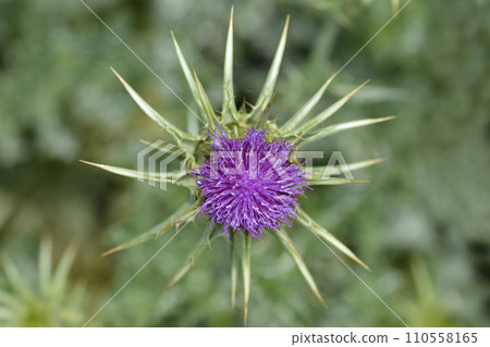 Milk thistle Milk thistle 110558165